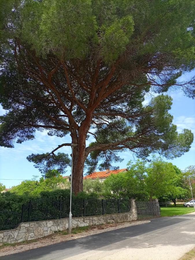 Apartments Ingrid Novigrad Istria Eksteriør billede